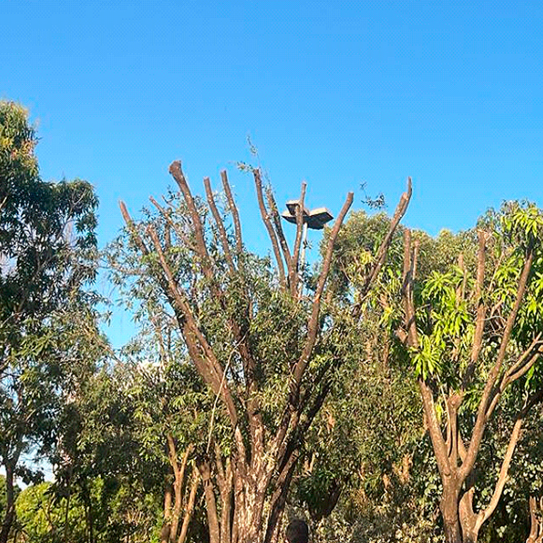 Podas drásticas imperam na cidade de Rondonópolis