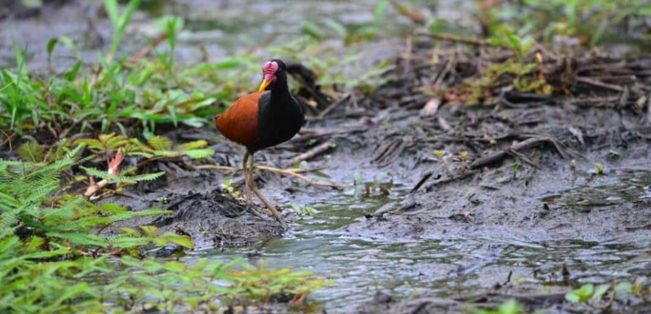 Desafio de observação de aves em parque de Mato Grosso será realizado neste domingo