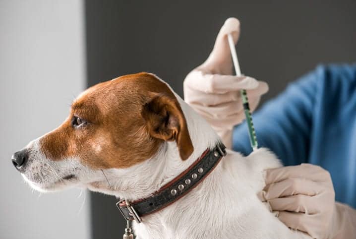 Campanha de Vacinação de cães e gatos