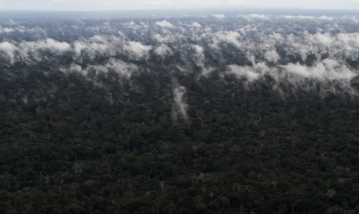 Emissão de gases do efeito estufa por queimadas na Amazônia cresce 60%