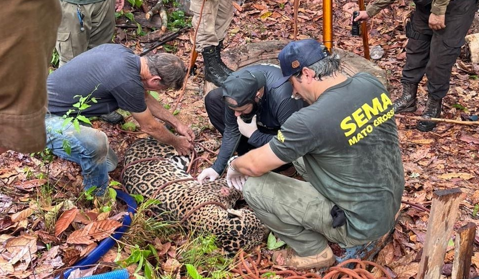 Onça-pintada que caiu em poço desativado é solta em Mato Grosso após passar por tratamento