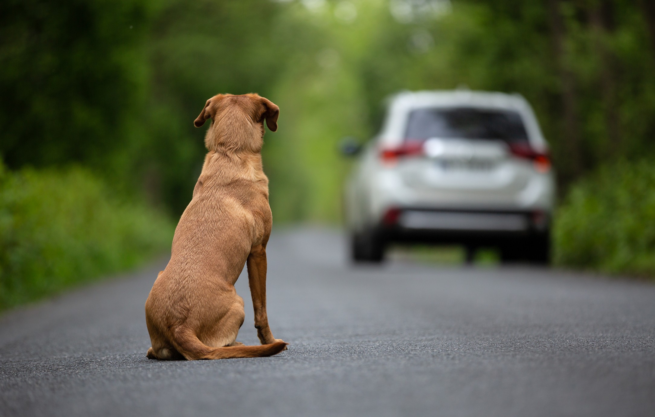 Abandono de animais: projeto de lei enquadra ação como infração gravíssima de trânsito