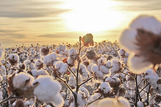 Custo da produção de algodão em Mato Grosso tem queda, aponta CPA