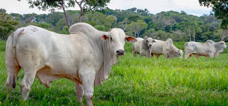 Preço do boi gordo em Mato Grosso sobe 1,3%