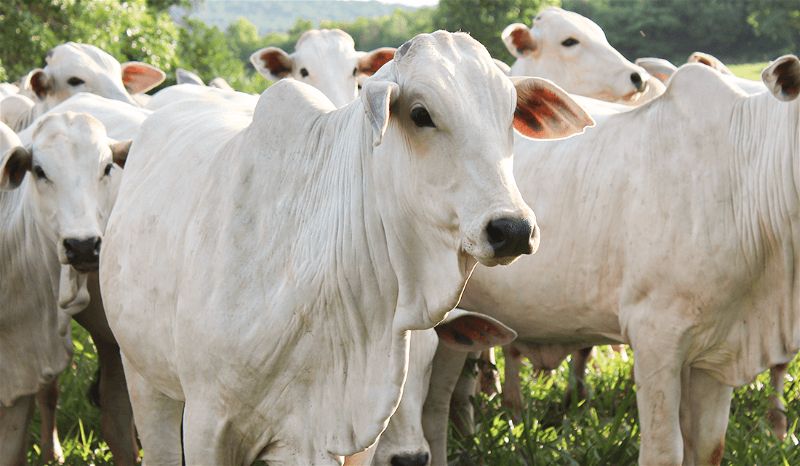 Mato Grosso registra 22 casos de raiva bovina em 2024