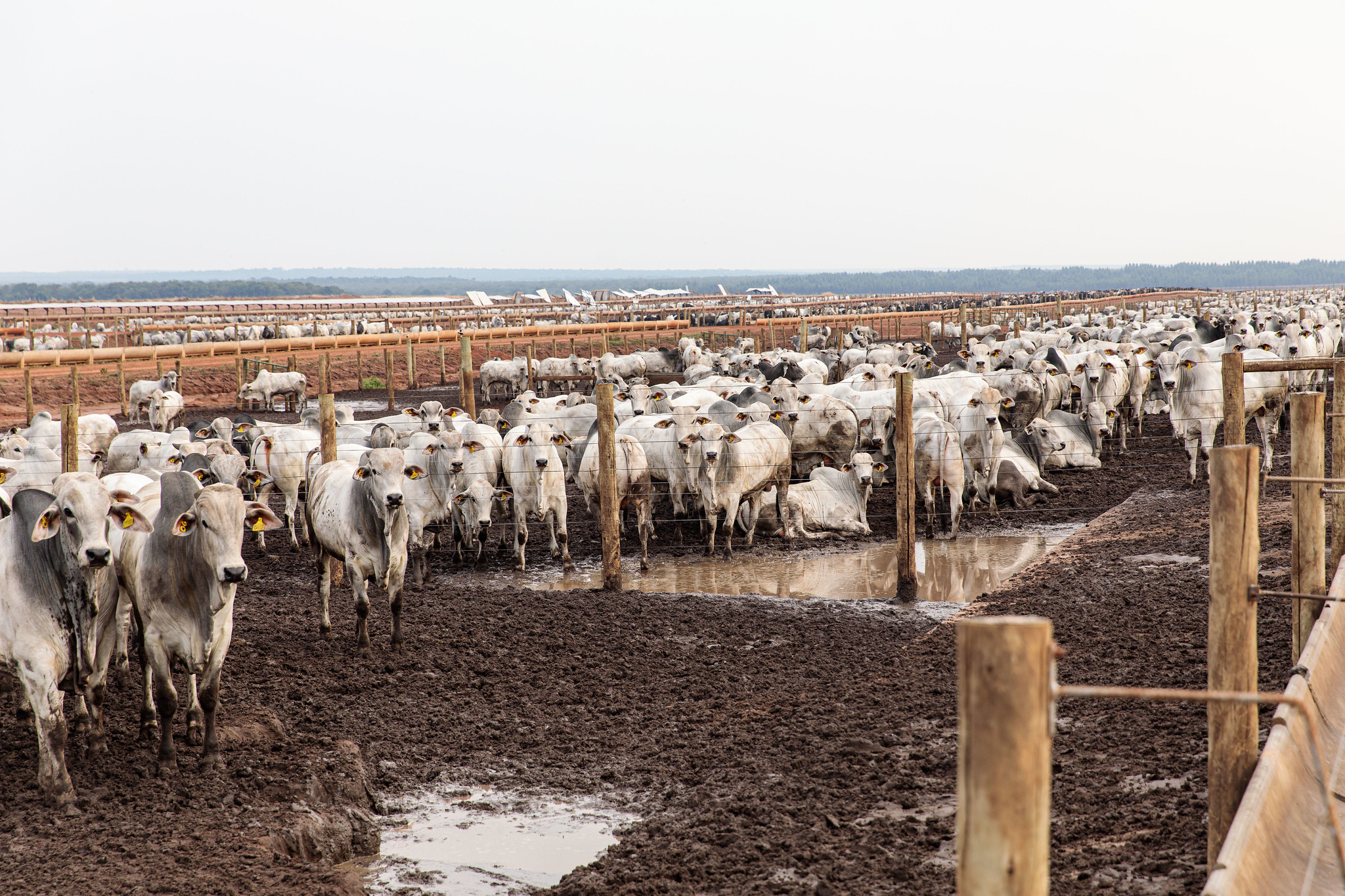 Sedec, Famato e sindicatos rurais encerram circuito para agropecuária sustentável com evento em Cuiabá