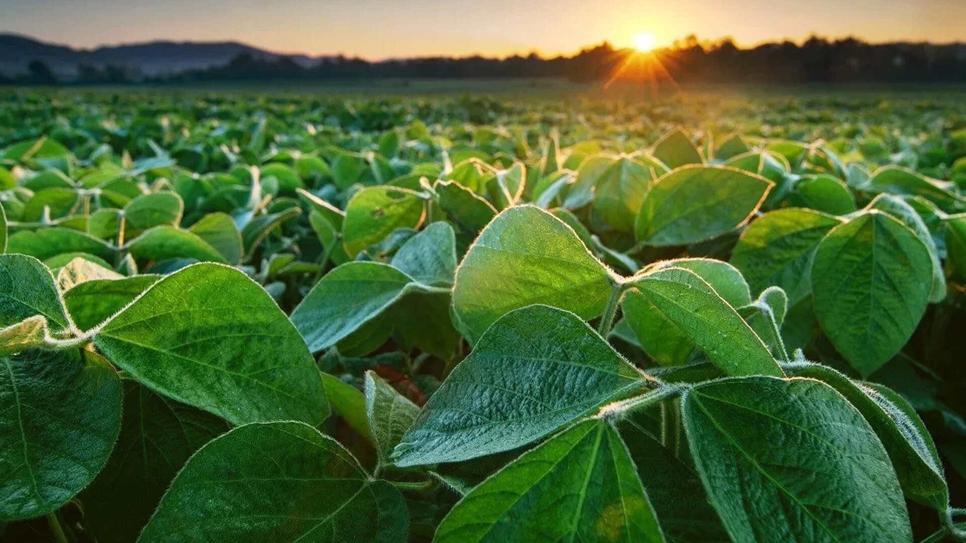 Produtores de Mato Grosso pressionam pelo fim da Moratória da Soja e apresentam denúncia ao Cade