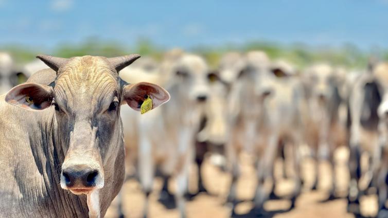 Mato Grosso registra aumento no abate de bovinos e mantém crescimento no setor pecuário