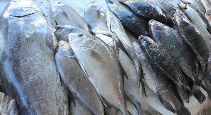 Produção de aquicultura ultrapassa captura de peixes selvagens pela primeira vez