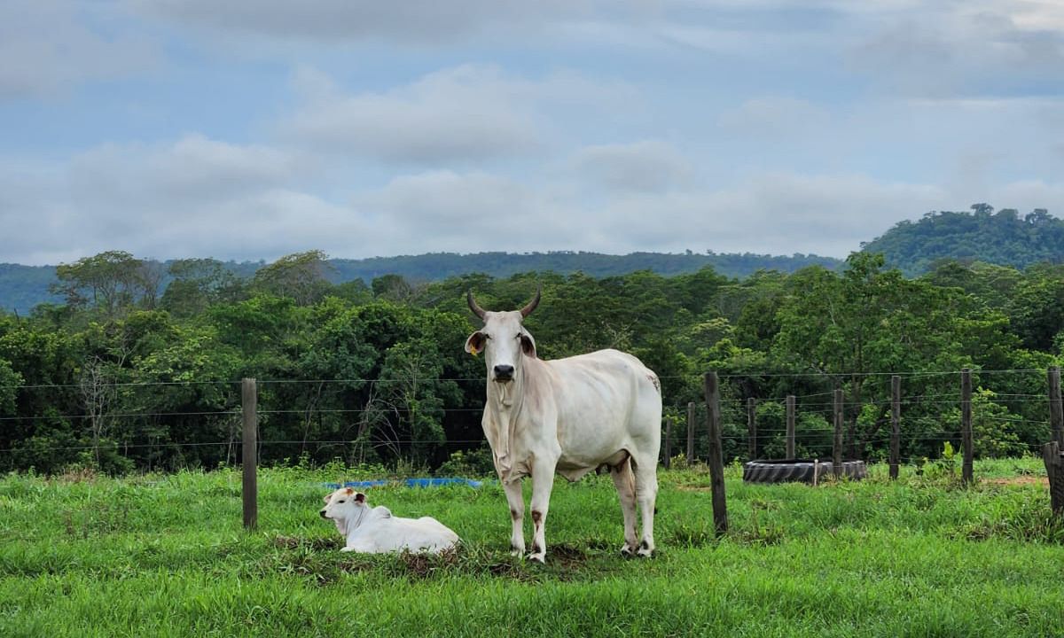 Sindicato dos Produtores Rurais de Rondonópolis e Senar-MT abrem inscrições para assistência técnica e gerencial