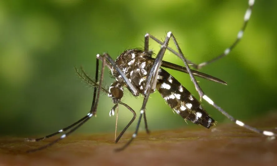 Epidemia de Dengue e Chikungunya Atinge Rondonópolis e Mato Grosso