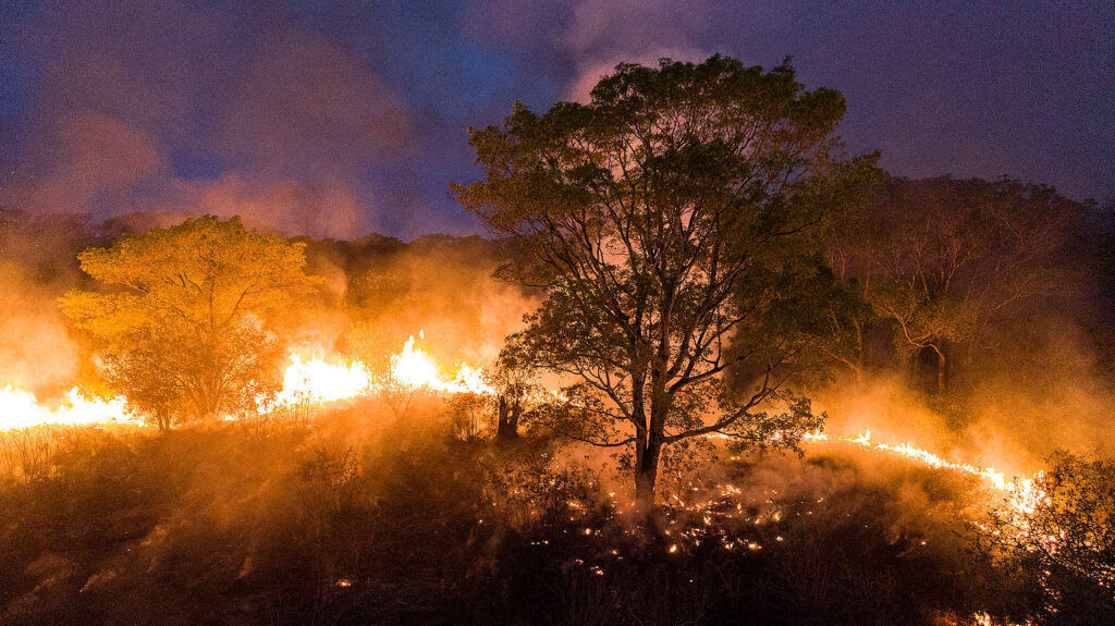 Pantanal teve 17% da área total queimada em 2024, apontam dados de satélite