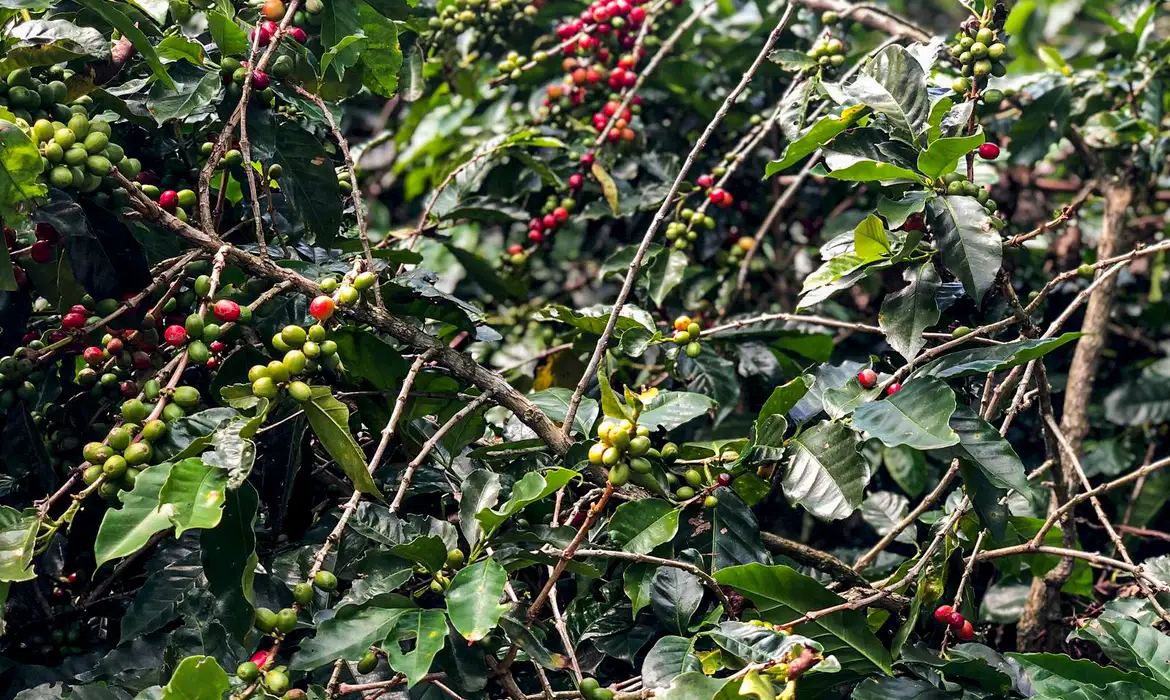 Conab estima queda na produção de café com 51,8 milhões de sacas