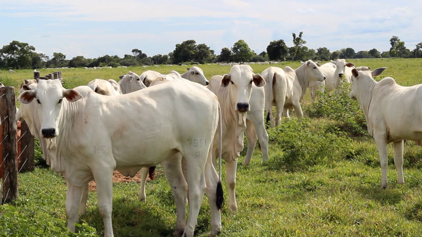 Sindicato Rural de Rondonópolis sedia evento voltado para bovinocultura de corte