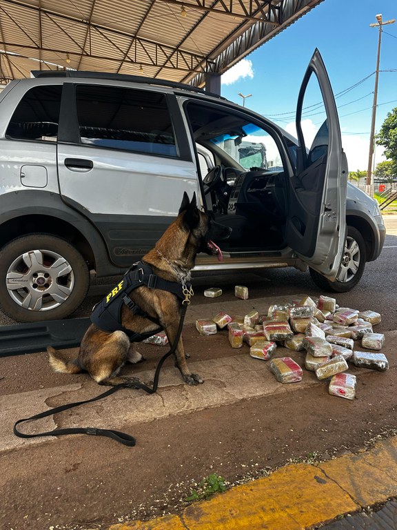 PRF apreende quase 30 kg de Skunk em Rondonópolis/MT