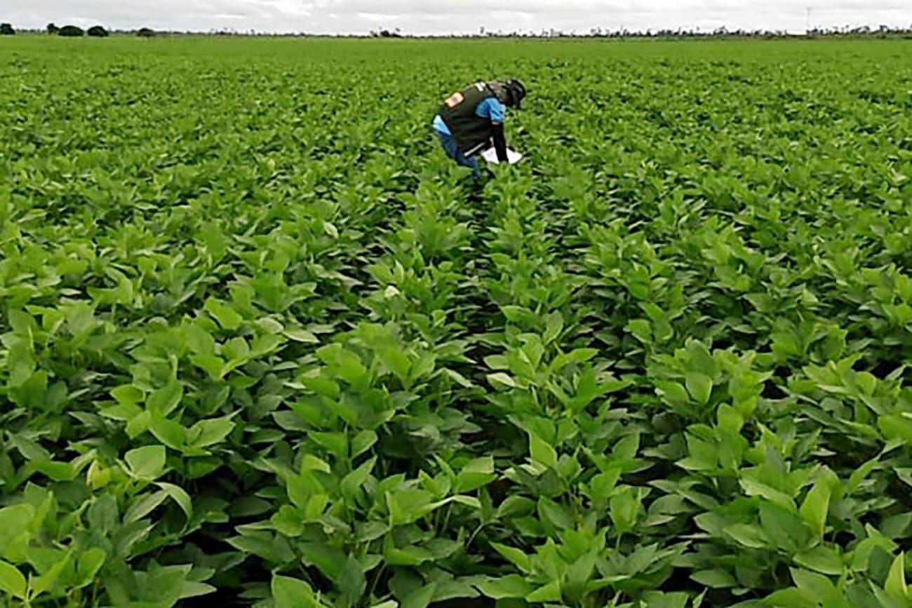  Prazo para cadastro de área plantada com soja é prorrogado