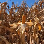 custo-do-milho-em-mato-grosso-sobe-e-preco-nao-cobre-despesa-total