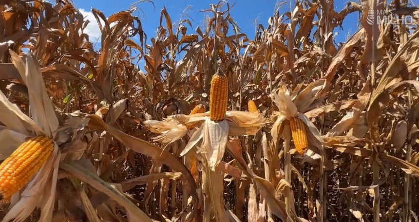 custo-do-milho-em-mato-grosso-sobe-e-preco-nao-cobre-despesa-total