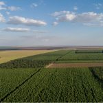 consumo-de-lenha-de-desmate-cresce-quase-95%-e-entra-na-mira-do-ministerio-publico