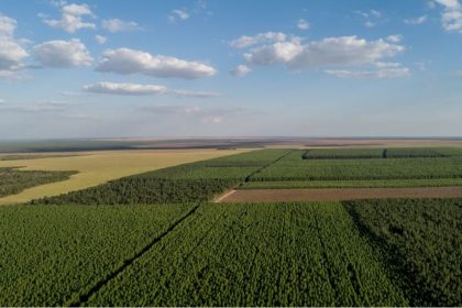 consumo-de-lenha-de-desmate-cresce-quase-95%-e-entra-na-mira-do-ministerio-publico