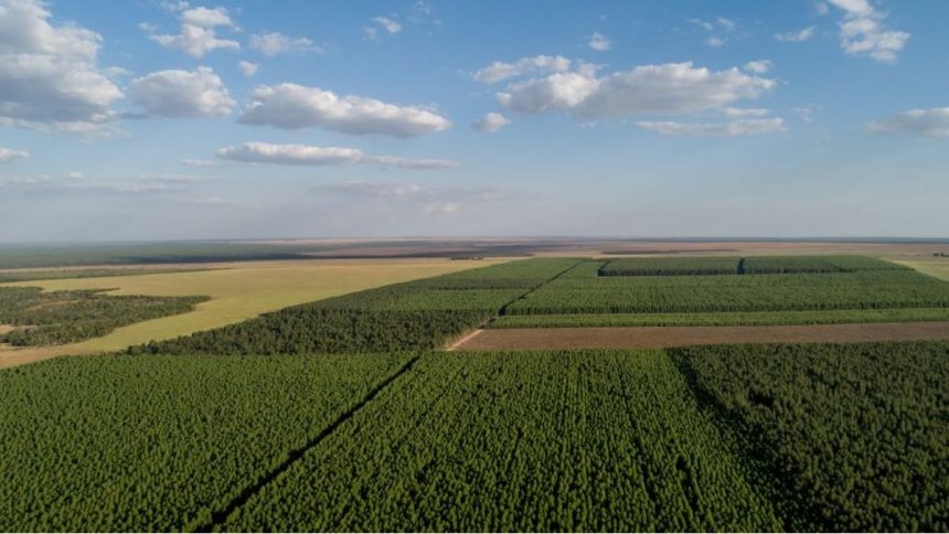 consumo-de-lenha-de-desmate-cresce-quase-95%-e-entra-na-mira-do-ministerio-publico