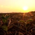 entre-o-sol-e-a-esperanca:-a-soja-luta-para-nascer-em-paranatinga