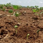 plantio-da-soja-em-mt:-avanco-forte,-mas-chuva-irregular-gera-alerta;-confira-previsao