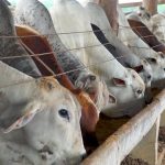 com-projecao-de-quase-1-milhao-de-bovinos,-mato-grosso-deve-bater-recorde-de-confinamento-em-2025