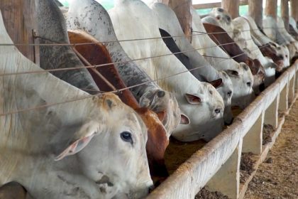 com-projecao-de-quase-1-milhao-de-bovinos,-mato-grosso-deve-bater-recorde-de-confinamento-em-2025