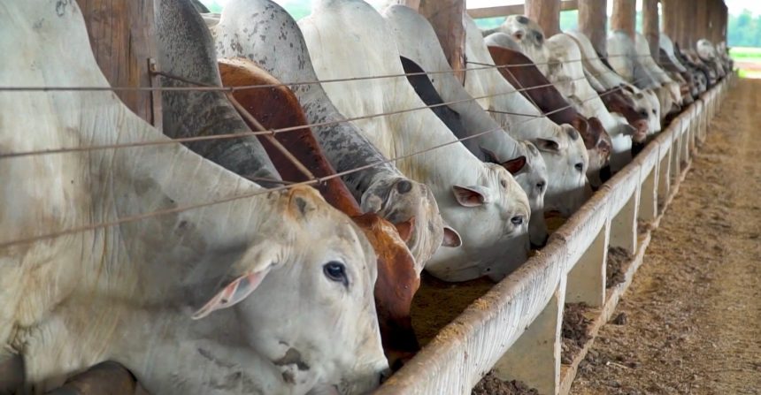 com-projecao-de-quase-1-milhao-de-bovinos,-mato-grosso-deve-bater-recorde-de-confinamento-em-2025