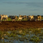 atlas-revela-potencial-estrategico-de-estoque-de-carbono-na-bacia-do-alto-paraguai