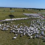 mato-grosso-bate-recorde-de-abates-de-bovinos-em-outubro