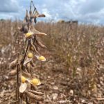 china-adia-guia-sobre-soja-sustentavel-apos-questionamentos-de-mato-grosso