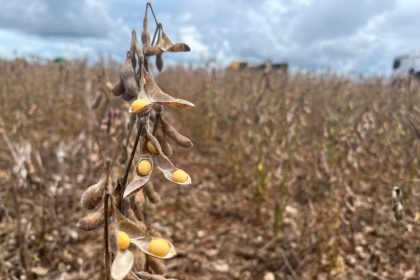 china-adia-guia-sobre-soja-sustentavel-apos-questionamentos-de-mato-grosso