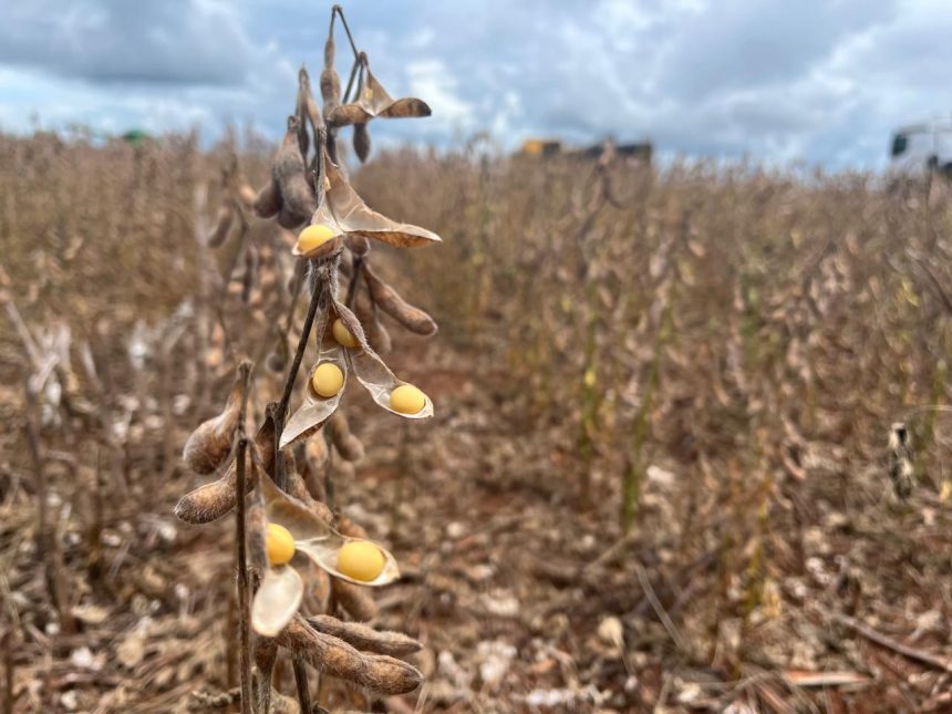 china-adia-guia-sobre-soja-sustentavel-apos-questionamentos-de-mato-grosso