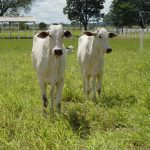 fim-do-tarifaco-nos-eua-amplia-competitividade-da-carne-bovina-de-mato-grosso