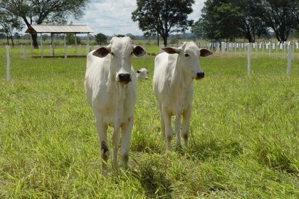 fim-do-tarifaco-nos-eua-amplia-competitividade-da-carne-bovina-de-mato-grosso
