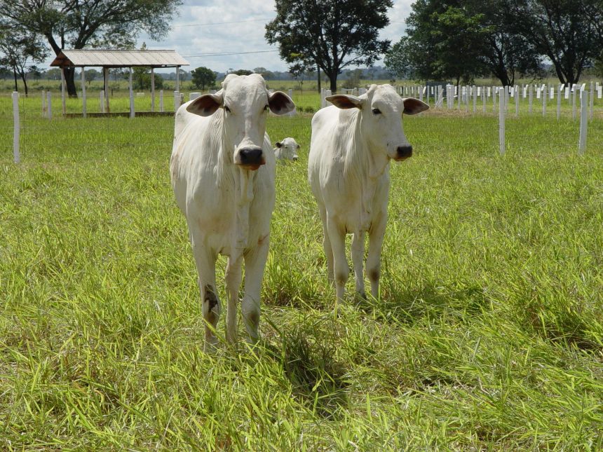 fim-do-tarifaco-nos-eua-amplia-competitividade-da-carne-bovina-de-mato-grosso