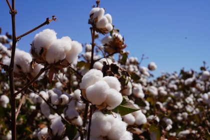 custeio-do-algodao-25/26-e-o-segundo-maior-da-serie-historica-em-mt,-segundo-o-imea