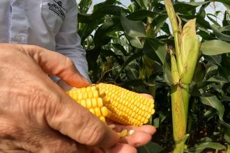 custo-do-milho-2025/26-sobe-10,05%-em-mato-grosso