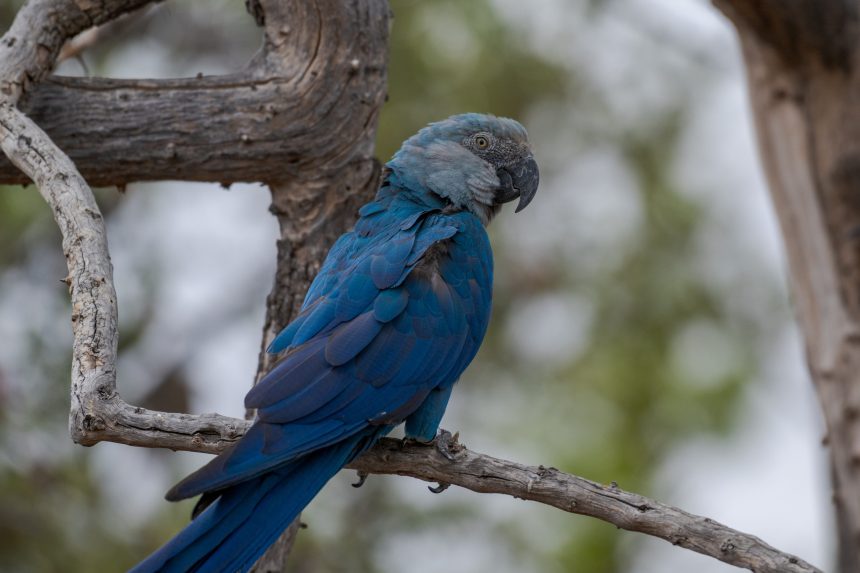 ararinhas-azuis-em-extincao:-aves-de-vida-livre-estao-contaminadas-com-virus-letal-e-sem-cura