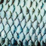 curativo-de-pele-de-tilapia-avanca-para-industria-e-mira-atendimento-nacional-pelo-sus
