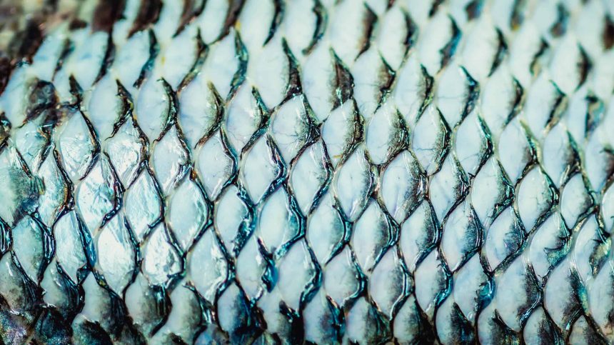 curativo-de-pele-de-tilapia-avanca-para-industria-e-mira-atendimento-nacional-pelo-sus