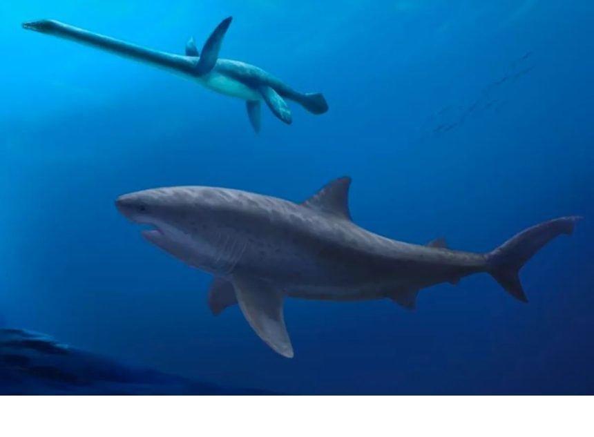 fosseis-de-tubarao-gigante-que-viveu-ha-115-milhoes-de-anos-sao-encontrados