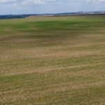 milho-verao-ganha-espaco-em-fazenda-mineira-referencia-em-diversificacao