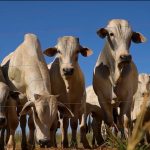 mato-grosso-sanciona-lei-que-cria-politica-estadual-de-sustentabilidade-da-pecuaria