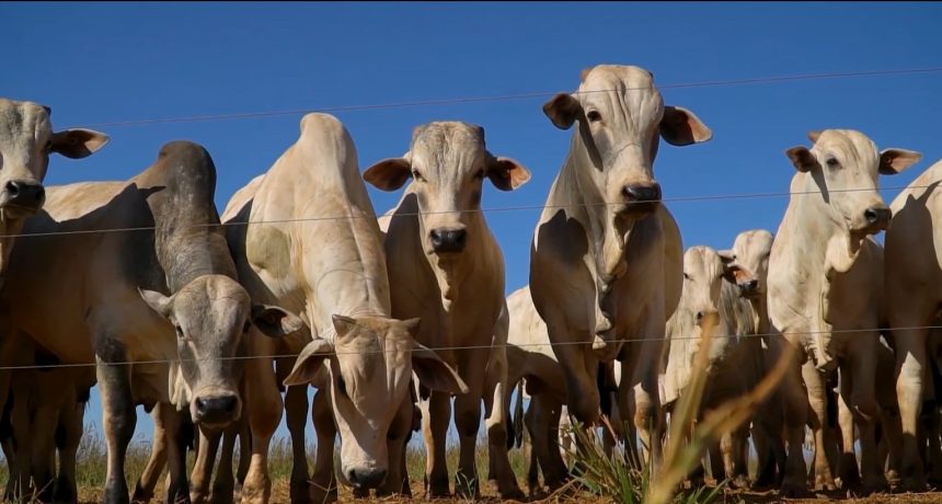 mato-grosso-sanciona-lei-que-cria-politica-estadual-de-sustentabilidade-da-pecuaria