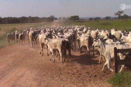 mato-grosso-encerra-2025-com-31,6-milhoes-de-bovinos-e-mantem-lideranca-nacional
