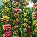 mato-grosso-investe-r$-4,4-milhoes-para-modernizar-cafeicultura-e-dobrar-producao