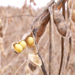 moratoria-da-soja:-empresas-estariam-se-preparando-para-deixar-pacto